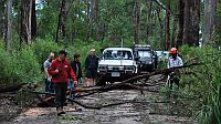 03-Michael makes easy work of a fallen tree
